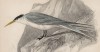Крачка хохлатая, или морская ласточка (Sterna cristata (лат.)) (лист 30 тома XXIII "Библиотеки натуралиста" Вильяма Жардина, изданного в Эдинбурге в 1843 году)