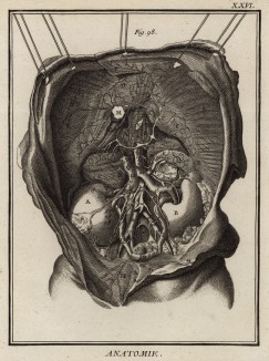 Анатомия. Строение почек по Галлеру. (Ивердонская энциклопедия. Том I. Швейцария, 1775 год)