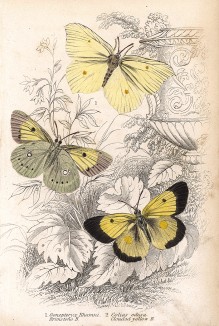 Бабочка лимонница (крушинница) и бабочка желтушка шафранная. 1.Gonepteryx Rhamni; 2.Colias edusa (лат.). Вильям Жардин, "Библиотека натуралиста". Эдинбург, 1840