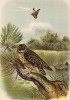 Болотная сова в 1/3 натуральной величины (лист LVI красивой работы Оскара фон Ризенталя "Хищные птицы Германии...", изданной в Касселе в 1894 году)