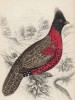 Черноголовый трагопан (Tragopan melanocephalus (лат.)) (лист 27 тома XX "Библиотеки натуралиста" Вильяма Жардина, изданного в Эдинбурге в 1834 году)