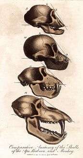 Сравнительная анатомия черепа примата, бабуина и обезьяны. 