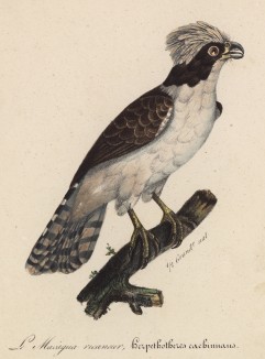 Макагуа, дневная хищная птица (лист из альбома литографий "Галерея птиц... королевского сада", изданного в Париже в 1822 году)