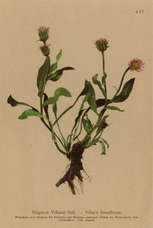 Мелколепестник Вийяра (Ranunculus Villarsii (лат.)) (из Atlas der Alpenflora. Дрезден. 1897 год. Том V. Лист 443)