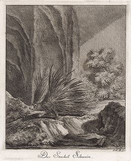 Дикобраз с поднятыми иглами. Гравюра Иоганна Элиаса Ридингера из Entwurff Einiger Thiere ..., Аугсбург, 1740.