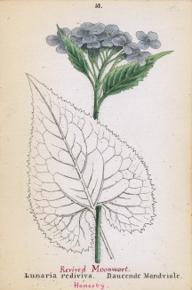Лунник оживающий (Lunaria rediviva (лат.)) (лист 57 известной работы Йозефа Карла Вебера "Растения Альп", изданной в Мюнхене в 1872 году)