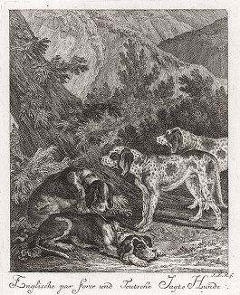 Английские и немецкие охотничьи собаки. Гравюра Иоганна Элиаса Ридингера из Entwurff Einiger Thiere ..., Аугсбург, 1738. 