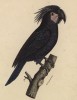 Арара (Microglossus aterrimus (лат.)) (лист из альбома литографий "Галерея птиц... королевского сада", изданного в Париже в 1822 году)