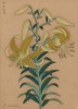 Лилия Лейхтлина. Lilium Leichtlinii (лат.). Французская ксилография 1900-х гг.