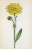 Ястребинка мохнатая (Hieracium villosum (лат.)) (лист 244 известной работы Йозефа Карла Вебера "Растения Альп", изданной в Мюнхене в 1872 году)
