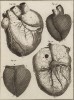 Анатомия. Строение сердца по М. Сенаку. (Ивердонская энциклопедия. Том I. Швейцария, 1775 год)
