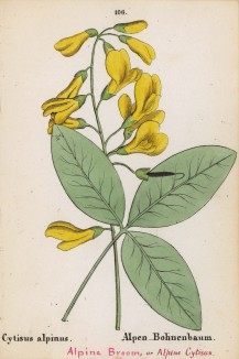 Ракитник альпийский (Cytisus alpinus (лат.)) (лист 106 известной работы Йозефа Карла Вебера "Растения Альп", изданной в Мюнхене в 1872 году)