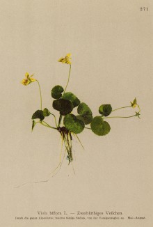 Фиалка двухцветковая (Viola biflora (лат.)) (из Atlas der Alpenflora. Дрезден. 1897 год. Том III. Лист 271)