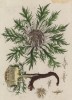 Слеза-трава, бесстебельный пуховник (Carlina (лат.)) (лист 535 "Гербария" Элизабет Блеквелл, изданного в Нюрнберге в 1760 году)