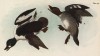Самец (1) и самка (2) гоголя американского (Glaucionetta clangula americana) (лист 59 известной работы Бенджамина Уоррена "Птицы Пенсильвании", иллюстрированной по мотивам оригиналов Джона Одюбона. США. 1890 год)