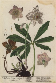 Разновидность чемерицы (Helleborus niger (лат.)) (лист 507 "Гербария" Элизабет Блеквелл, изданного в Нюрнберге в 1760 году)