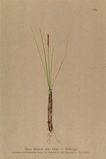 Царица альпийских лужаек кобрезия Белларди (Elyna Bellardi (лат.)) (из Atlas der Alpenflora. Дрезден. 1897 год. Том I. Лист 45)