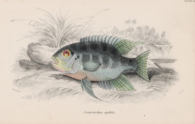 Цихла Centrarchus cychla (лат.) (лист 11 тома XL "Библиотеки натуралиста" Вильяма Жардина, изданного в Эдинбурге в 1860 году)