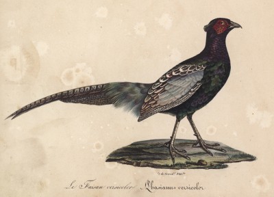 Фазан разноцветный (лист из альбома литографий "Галерея птиц... королевского сада", изданного в Париже в 1825 году)