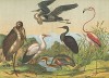 Фламинго, цапля, журавль, аист. Из немецкой детской книги конца XIX века