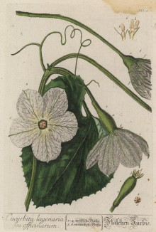 Молодая цветущая тыква (Cucurbita (лат.)) из семейства тыквенные (лист 522a "Гербария" Элизабет Блеквелл, изданного в Нюрнберге в 1760 году)