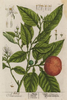 Лайм (Citrus aurantiifolia (лат.)) — гибридный вид цитрусовых, в том числе и лекарственное средство: успокаивает сильные и частые сердцебиения (лист 349 "Гербария" Элизабет Блеквелл, изданного в Нюрнберге в 1757 году)