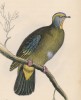 Сероголовый фруктовый голубь (Ptilinopus monachus (лат.)) (лист 4 тома XIX "Библиотеки натуралиста" Вильяма Жардина, изданного в Эдинбурге в 1843 году)