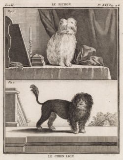 Болонка середины XVIII века (вверху) и лионская собачка (лист XVI иллюстраций ко второму тому знаменитой "Естественной истории" графа де Бюффона, изданному в Париже в 1749 году)