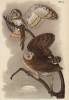 Совы-сипухи (Strix pratincola) (лист 17 известной работы Бенджамина Уоррена "Птицы Пенсильвании", изданной в США в 1890 году (иллюстрации изготовлены по мотивам оригиналов Джона Одюбона))