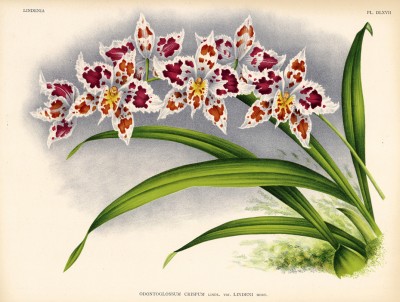 Орхидея ODONTOGLOSSUM CRISPUM LINDENI (лат.) (лист DLVII Lindenia Iconographie des Orchidées - обширнейшей в истории иконографии орхидей. Брюссель, 1897)