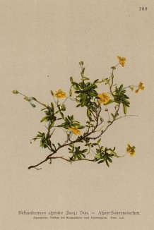 Солнцецвет альпийский (Helianthemum alpestre (лат.)) (из Atlas der Alpenflora. Дрезден. 1897 год. Том III. Лист 269)
