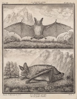 Две летучих мыши (лист XVI иллюстраций к восьмому тому знаменитой "Естественной истории" графа де Бюффона, изданному в Париже в 1760 году)