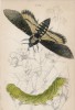 Бражник «мёртвая голова» (Death head Hawk-moth (англ.)) (лист 5 тома XL "Библиотеки натуралиста" Вильяма Жардина, изданного в Эдинбурге в 1843 году)