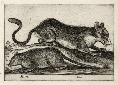 Мыши Антонио Темпеста (лист из альбома Nova raccolta de li animali piu curiosi del mondo disegnati et intagliati da Antonio Tempesta... Рим. 1651 год)