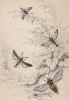 Шмелевидка, или колибри-моль; рубиновая колибри-моль (1. Bee clear-wing 2. Breeze Clear-wing 3. Black&white horned Clear-wing 4. Ruby-fly Clear-wing (англ.)) (лист 13 тома XL "Библиотеки натуралиста" В. Жардина, изданного в Эдинбурге в 1843 году)