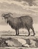 Овца из Исландии (подруга трехрогог барана) с когтями вместо копыт (лист XLVIII иллюстраций к четвёртому тому знаменитой "Естественной истории" графа де Бюффона, изданному в Париже в 1753 году)