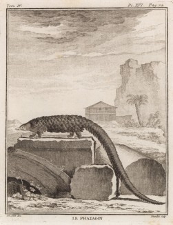 Le Phatagin (фр.), вероятно родственник панголина (лист XVI иллюстраций к четвёртому тому знаменитой "Естественной истории" графа де Бюффона, изданному в Париже в 1753 году)