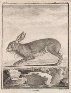 Заяц (лист XXXV иллюстраций ко второму тому знаменитой "Естественной истории" графа де Бюффона, изданному в Париже в 1749 году)