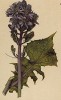Цицербита альпийская (Mulgedium alpinum (лат.)) (из Atlas der Alpenflora. Дрезден. 1897 год. Том V. Лист 488)