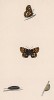 Бабочка люцина (лат. Papilio Lucina), её гусеница и куколка. History of British Butterflies Френсиса Морриса. Лондон, 1870, л.42