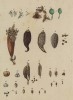 Семена самых любимых растений Элизабет Блеквелл (лист 584 "Гербария" Элизабет Блеквелл, изданного в Нюрнберге в 1760 году)