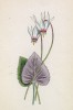 Цикламен плющелистный (Cyclamen hederifolium (лат.)) (лист 365 известной работы Йозефа Карла Вебера "Растения Альп", изданной в Мюнхене в 1872 году)
