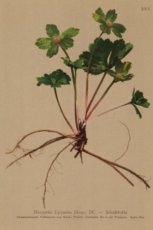 Звездовка эпипактис (Hacquetia epipactis (лат.)) (из Atlas der Alpenflora. Дрезден. 1897 год. Том III. Лист 283)
