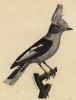 Хохлатый сорокопут (Prionops Geoffroii (лат.)) (лист из альбома литографий "Галерея птиц... королевского сада", изданного в Париже в 1822 году)