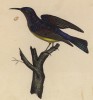 Нектарница малаккийская (лист из альбома литографий "Галерея птиц... королевского сада", изданного в Париже в 1825 году)