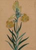 Лилия мозолистая. Lilium callosum (лат.). Французская ксилография 1900-х гг.