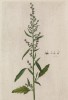 Лебеда (Atriplex (лат.)) — род двудольных растений семейства маревые (лист 553 "Гербария" Элизабет Блеквелл, изданного в Нюрнберге в 1760 году)