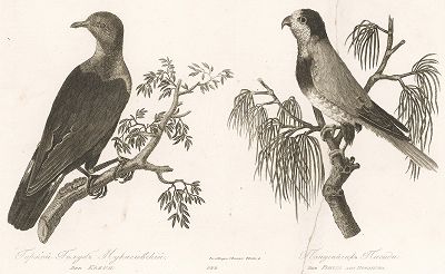 Горный голубь нукагивский и попугайчик Пигиди
