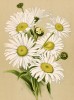 Хризантема наибольшая (Chrysanthemum maximum). Многолетники наиболее красивые и пригодные для садовой культуры. Санкт-Петербург, 1913