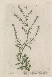 Жеруха (иберийка) -- растение из семейства капустные (лист 312 "Гербария" Элизабет Блеквелл, изданного в Нюрнберге в 1757 году)
